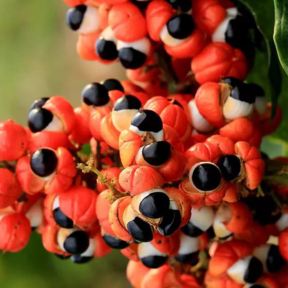 E-JUICE GUARANA ENERGY DRINK