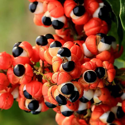 E JUICE GUARANA ENERGY DRINK 0MG